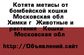 Котята метисы от бомбейской кошки - Московская обл., Химки г. Животные и растения » Кошки   . Московская обл.